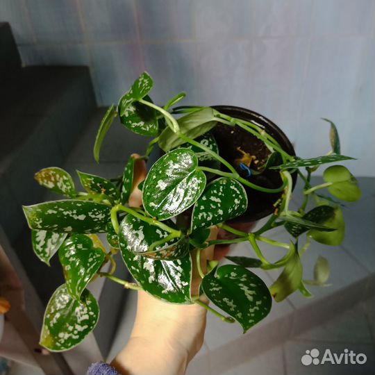 Сциндапсус сортовой