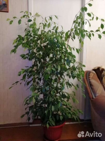 Фикус бенджамина