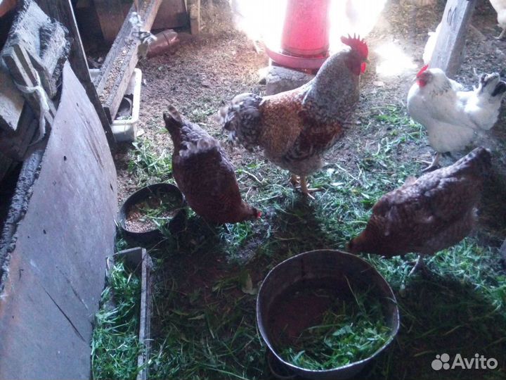 Петух билефельдер и амераукана и