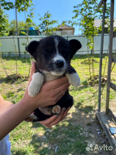 Щенки 1,5 месяца