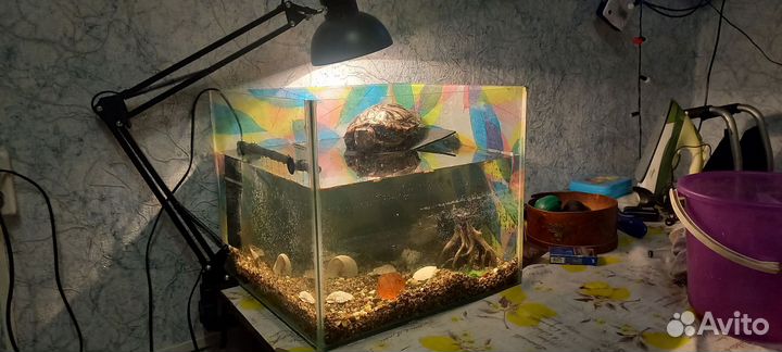 Черепаха с аквариумом 60 литров