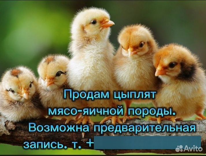 Цыплята мясо-яичной породы Брама и Ломан Браун