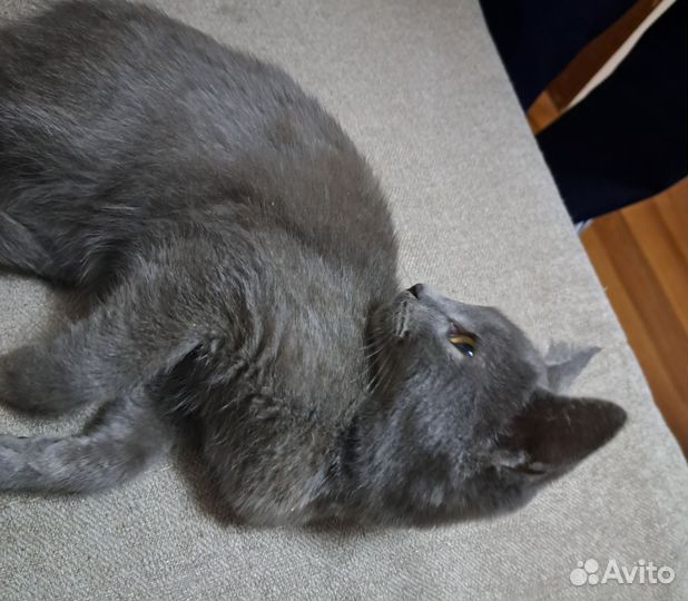 Котёнок
