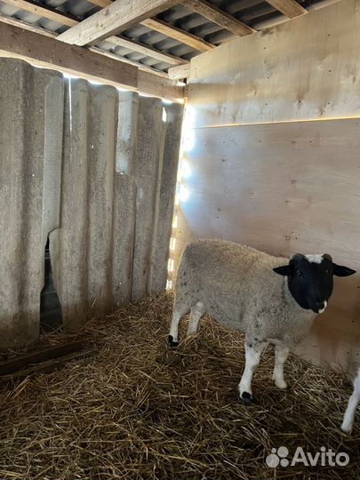 Баранчик дорпер