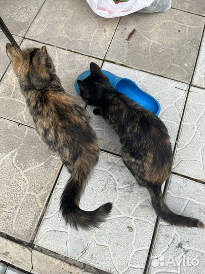Котята в добрые руки бесплатно