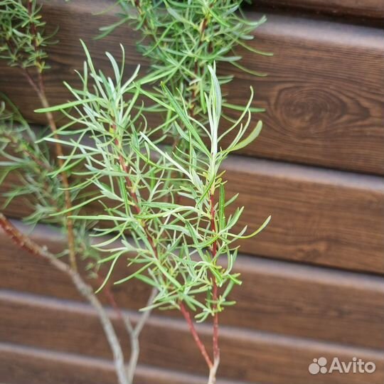 Ива розмаринолистная