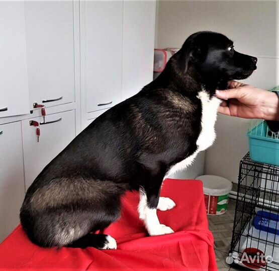 Маленькая собачка Марта ищет дом