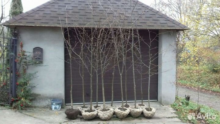 Саженцы деревьев,кустарников, опт