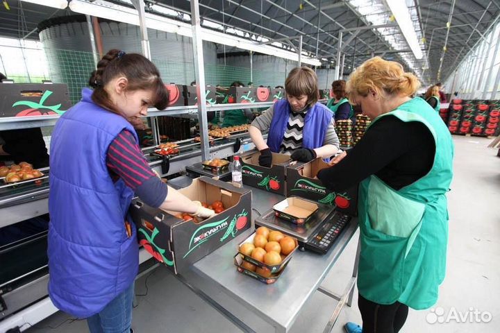 Вахта в Москве - Сборщик/ Упаковщик томатов