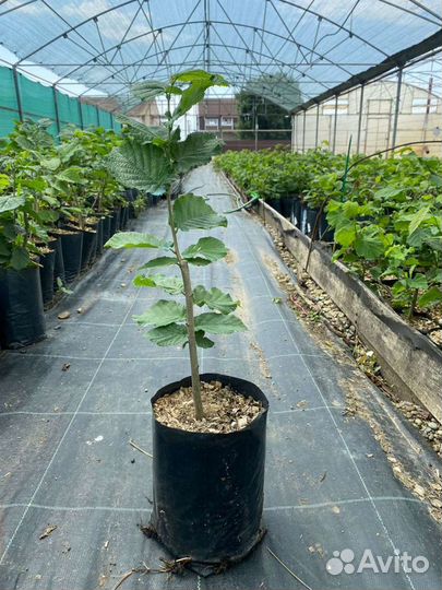 Саженцы Фундука (Кавказ, Римский, Футкурами, Прези