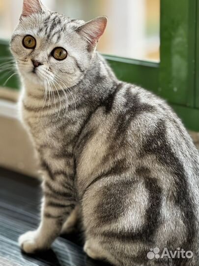 Британская кошка