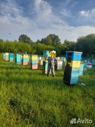 Пчелы пчелопакеты