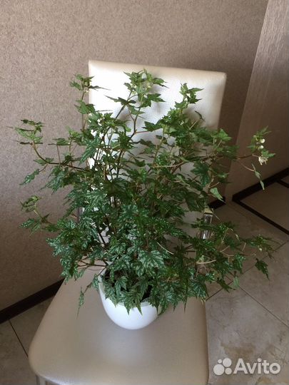 Бегония Дрега (каудексная)