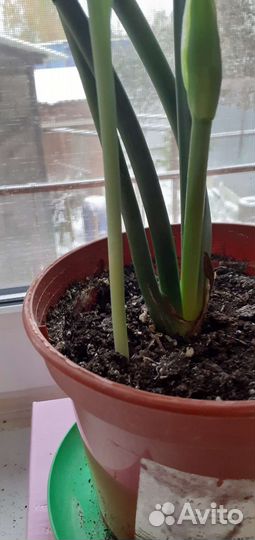 Комнатный цветок Эухарис