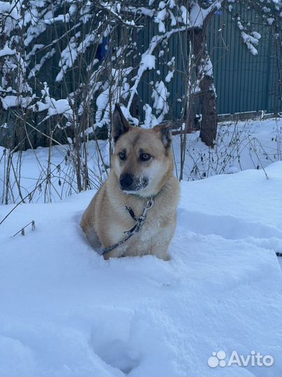Ласковая Альма собака в дар