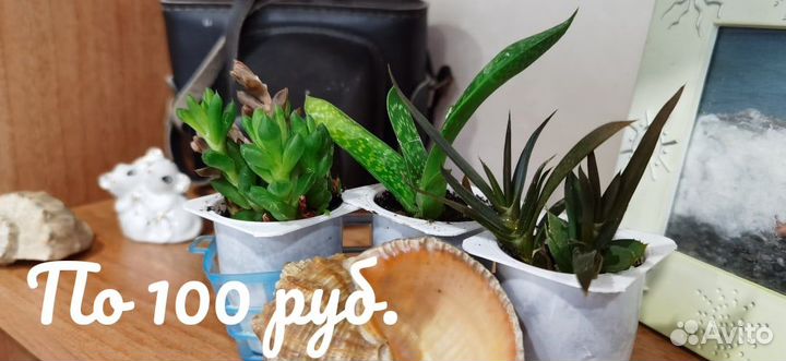 Комнатные растения