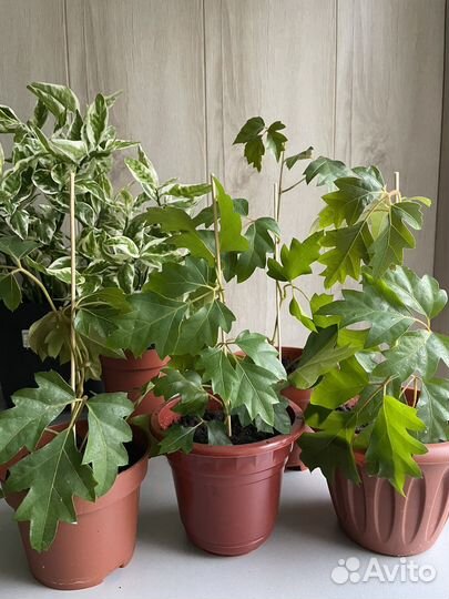 Комнатные растения