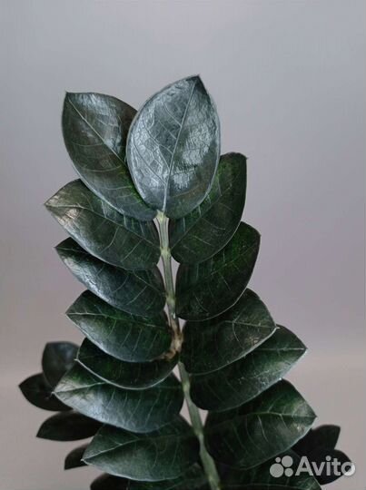 Чёрный замиокулькас Raven высотой 64 см