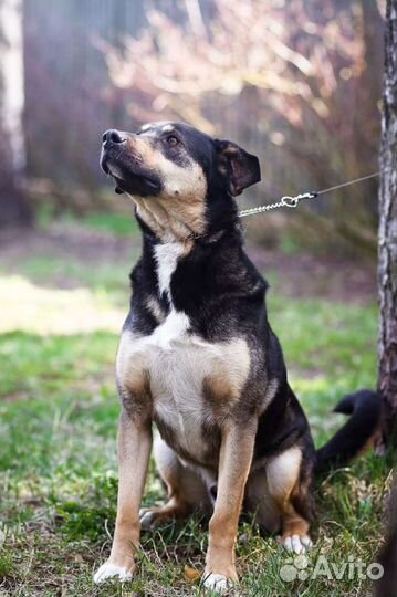 Джек ищет дом и добрых хозяев