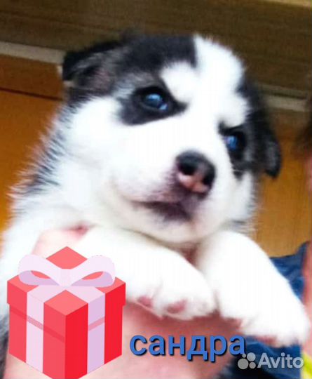 Щенки сибирской хаски девочка