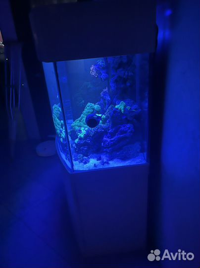 Продам морской аквариум