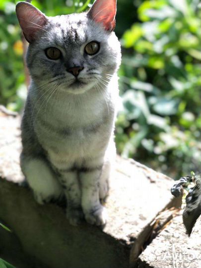 Кошка в дар бесплатно