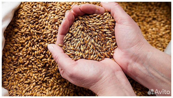 Зерно ячмень/пшеница