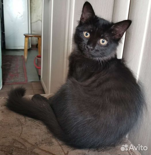 Котенок в добрые руки