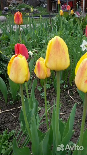 Тюльпаны