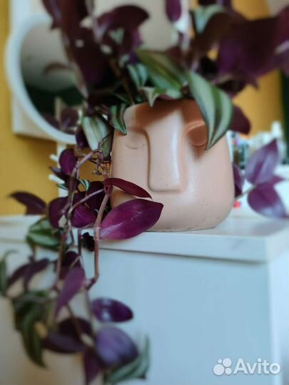 Традесканция