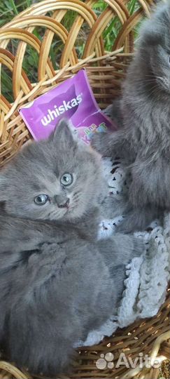 Британские котята