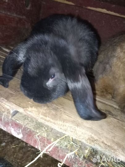 Продаю кроликов породы французский баран