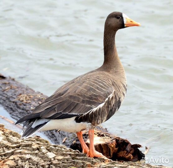Подсадные- (манные ) белолобые гуси