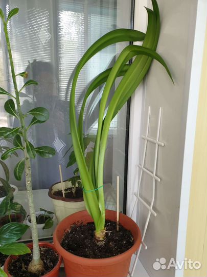 Комнатные цветы