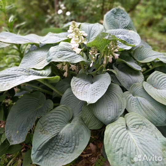 Сортовые хосты для озеленения и коллекции