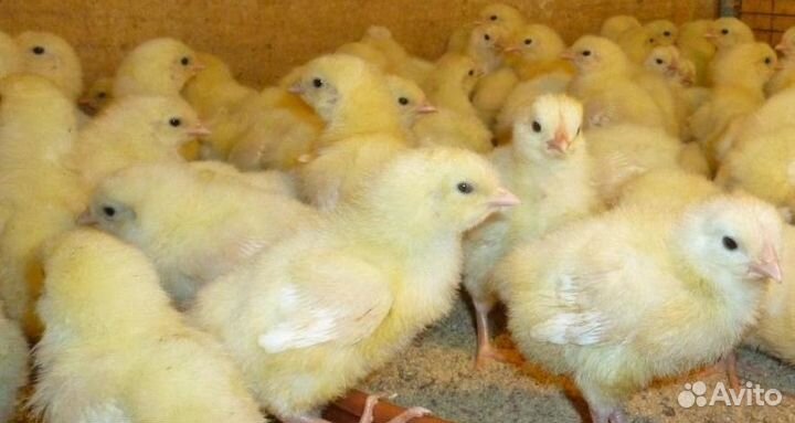 Цыплята Леггорн
