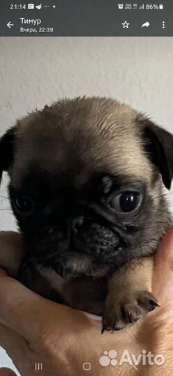 Щенки мопса