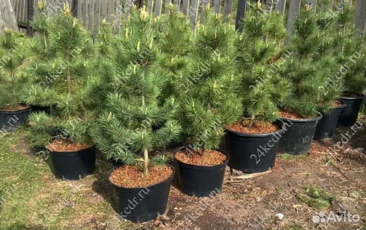 Саженцы кедра от производителя экстра класс
