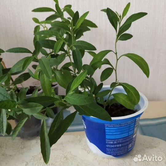 Паслен отростки