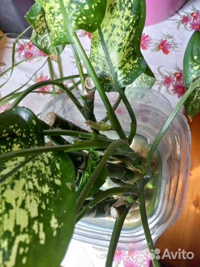 Диффенбахия