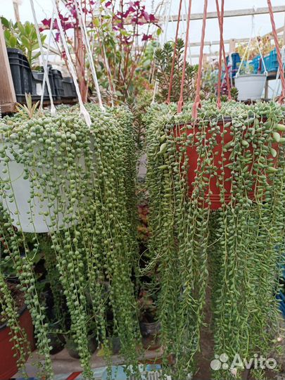 Крестовник Роули и Геррейна Крым