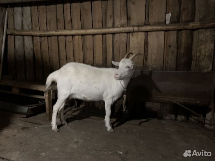 Коза зааненской породы, дойная