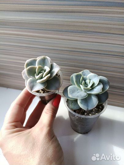 Суккуленты