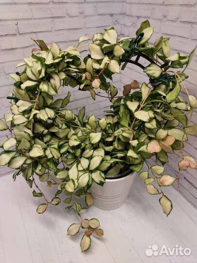 Хойи сортовые