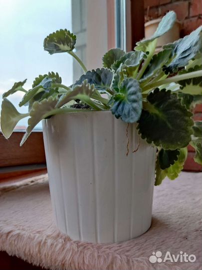 Фиалка в горшках