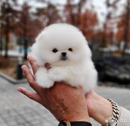 Счастье В Дом