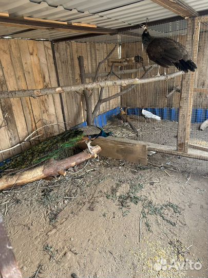 Павлины самец и самка