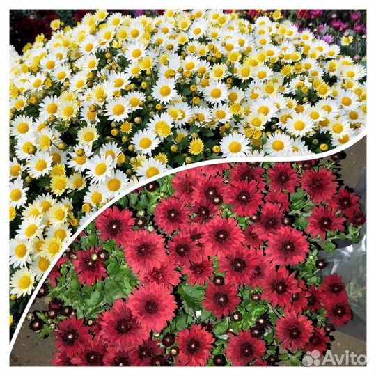 Хризантема мультифлора