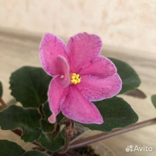 Сортовые фиалки (стартеры), есть цветущие