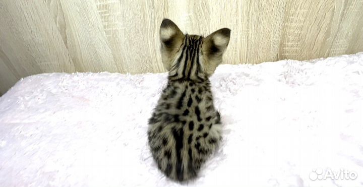 Savannah F1 / Саванна Ф1